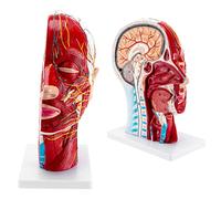 FHSLKXIM Model Half Structure Human Nervous System Model Superficial Muscle Human Anatomical Model Half And Face Medical Anatomy Neck Medium Section