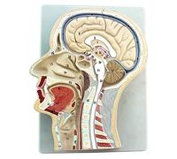FHSLKXIM Model Of Human Body, Human Anatomical Model, Medium, Brain Model, Otorhinolaryngology, PVC, Brain Model