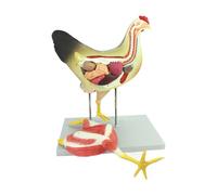 FHSLKXIM Mother Chicken Model Dissection Organs Livestock Internal Organs Muscles Poultry Veterinary Learning Animal Anatomy