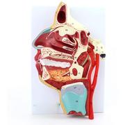 FHSLKXIM Nasal Cavity Throat Model Human Medical Anatomical Lateral Vascular Nerve Human Oral Model Head Lateral Vascular Nerve Anatomy Model for Science Classroom Study Teaching Medical Model