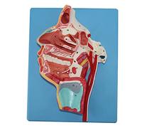 FHSLKXIM Oral Anatomy Nose Throat Vascular And Nervous Model - Vascular Nerve Human Organ Anatomical Model - PVC Material - For Teaching Study