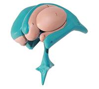FHSLKXIM Organ Model Basal Core Thalamus Caudatus Anatomical Brain Model With Digital, For Scientific Anatomical Anatomical Model