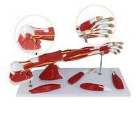 FHSLKXIM Scientific Model Of Human Anatomy - Anatomical Model Of Blood Vessels, Nerves, Muscles Of The Upper - Anatomical Model Made Of PVC Material - Is For Auxiliary Training