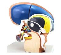 FHSLKXIM Scientists Model The Human Anatomy - Anatomical Brain Model Thalamus - 3-Fold, Medical Model, Intuitive Scientific Brain Anatomy