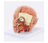 FHSLKXIM Teaching Model, Anatomy Model Of The Human, 4D Vision, Human, 4-Part Anatomical Model Of The Brain Artery