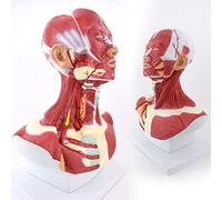 FHSLKXIM Teaching Model,Head And Neck Muscles Head And Neck Muscles, Carotid Vessel Model, Human Head Face Muscles Anatomy, Artistic Sketch