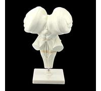 FHSLKXIM Teaching Model, Human Anatomy Brain Model Anatomical Brain Stem Structural Teaching Material Statues Sculptures Model For Medical Use