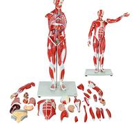 FHSLKXIM The Average Size Of Human Organ And Muscle Models Is 80 Centimeters, With 27 Parts Featuring Detachable Organs And Anatomical Muscles Throughout The Body
