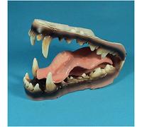 FHUILI Animal Teeth Teaching Model - Wolf Teeth Model - Dental Teeth Study Teaching Model - Standard Wolf Teethy Model for Educational - for Medical Teaching Demonstration Model,A