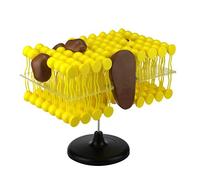 FHUILI Cell Membrane Structure Anatomy Model - Cell Flow Mosaic Component Model Study Resources Anatomy Model - for Biological Teaching Demonstration