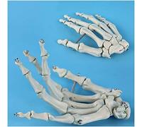 FHUILI Human Hand Skeleton Model - Human Palm Bone Model - Life-Size Anatomical Skeleton Hand - Hand Skeleton Model - for Orthopedics Teaching Demonstration Model,A