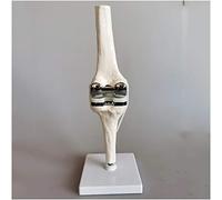 FHUILI Human Knee Joint Model - Educational Model Artificial Knee Joint Can Be Flexible Bending - for Educational Teaching Demonstration,A
