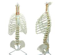 FHUILI Human Spine Thoracic Model - Life Size Spinal Cord Model with Vertebrae - Medical Anatomical Human Spine Model with Bone Sternum Rib Thorax Skeletal Mold Skeleton for Study Teaching,A