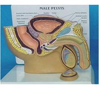 FHUILI Male Genital Urinary System model - Human Anatomical Male Genital Pelvic Cavity Urinary System model human Organ Model Anatomy model for medical educational training aid,A