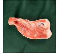 FHUILI Medical Anatomical Rectal Cavity Model - Human Organ Anatomy Model Rectal Cavity Organ Model - Educational Model Human Rectal Cavity Model - for Study Teaching