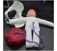 FHUILI Midwifery Training Model - Female Pelvis Childbirth Model - Standard Childbirth Simulator - Life Size (380mm*300mm*170mm) - Medical, Biology Education - Adults