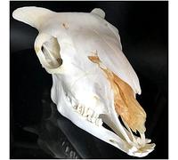 FHUILI Real Sheep Skull Replica - High Simulatd Animal Skull Model - 1:1 Life Size Sheep Skull Head Model Art Bone Vet Medicine Veterinary Study Teaching Model