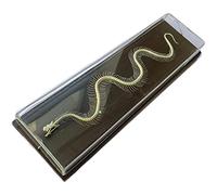 FHUILI Real Snake Skeleton - PVC Snake Bone Specimen, 35cm x 11cm x 6cm, Unisex, Children & Students, Biology, Observation Skills, Anatomical Knowledge