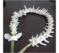 FHUILI Teaching Resources Dog Spine Model - Dog Skeleton Bone Model Dog Spine Model - Animal Canine Anatomical Educational Canine Spine Model - for Veterinary Study Teaching,A