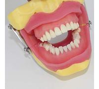 FHUILI Teeth Model for Education - Dental Teeth Model - Oral Surgery Anesthesia Tooth Extraction Operation Study Demonstration Model - for Medical Educational Training Aid