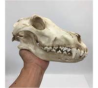 FHUILI Wolf Skull Model - 1:1 Life Size Wolf Skull Replica - High Simulation Animal Skull Model Lifelike Wolf Skull Head Model - for Veterinary's Study Teaching, Art Collection,A
