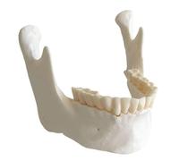 FHUILIJH 1:1 Mandible Model - Dental Oral Teaching Model - Adult Natural Size Mandible Model for Teaching Study,White,9cm