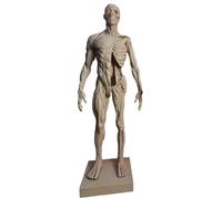 FHUILIJH 11 Inch Half Muscle Half Skeleton Mannequin Educational Human Anatomical Muscle Bone Model - Human Anatomy Skin Skull Head Model,male,30cm