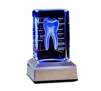 FHUILIJH 3D Human Crystal Tooth Model - Human Tooth Anatomy Model - for Dentists and Medical Students,Russian,11cm