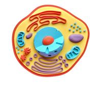 FHUILIJH 3D Printing Animal Cell Model Simulation Biological Cell Anatomy Model for Classroom Learning Teaching Aid,Flesh,11cm