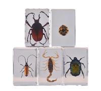 FHUILIJH 5 Pcs Insect in Resin Bug Preserved Specimen Resin Insects Various Insect Specimen for Science Education,Clear,44mm