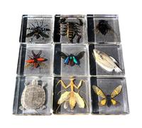 FHUILIJH 9 Pcs Insect Resin Paperweight Specimen, Real Insect Specimen, for Biology Anatomy Educational Teaching Tool,Clear,75mm
