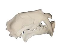 FHUILIJH Ancient Sword Tiger Skull Model, Tiger Skull Head Sculpture, for Home Office Decor Man Cave Collector's Display,White,8cm