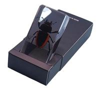 FHUILIJH Beetle Specimen, Taxidermy Beetle in Resin, for Kindergarten Children's Teaching Cognition Display,B,79mm