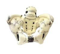 FHUILIJH Brown,25c, 1:1 Fabric Soft Pelvis Model - Human Fabric Pelvis Model - for Science Education Midwife