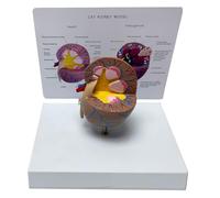 FHUILIJH Cat Kidney Health Anatomy Model - Pet Animal Kidney Anatomy Model - for Animal Veterinary Teaching,Flesh,22cm