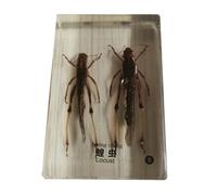 FHUILIJH Cricket Specimen Model - Biology Teaching Insect Resin Embedding Specimens - for Children's Cognitive Teaching,Clear,85mm