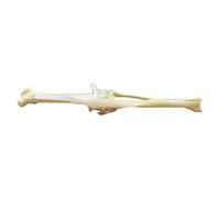 FHUILIJH Dog Hind Limb Bone Model Practice Simulation Bone Model Orthopaedic Dog Skeleton Animal Bones Canine Pet Veterinary Teaching Aids,Flesh,15cm