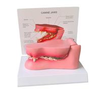 FHUILIJH Dog Tooth Model Pathological Canine Tooth Model for Veterinary Research Teaching Demonstration,Flesh,15c