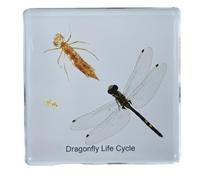 FHUILIJH Dragonfly Growth Process Specimen - Real Insect Resin Specimens - for Science Study, Home Decor, Educational Use,Clear,74mm