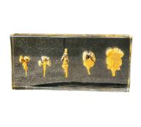 FHUILIJH Five-Pronged Brain Specimen - Brains of 5 Vertebrates Specimen Model - Science Classroom Specimens for Science Education,Clear,14cm