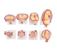 FHUILIJH Human Embryo Development Model - Fetus Gestation Development Cycle Model - for Teaching Medical Explanation,Flesh,11cm