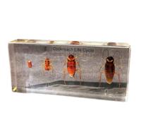 FHUILIJH Life Cycle of Cockroach Specimen, Cockroach Life History Specimens, for Science Classroom Cockroach Science Education,Clear,14cm