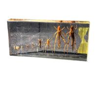 FHUILIJH Locust Life History Specimens - Grasshopper Life History Specimens - Resin Insect Embedding Specimens for Scientific Educational,Clear,14cm