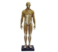 FHUILIJH Male Resin Human Body Musculoskeletal Anatomical Model Human Musculoskeletal Anatomy Model for Art Tools,Beige,30cm