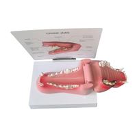 FHUILIJH Pathological Canine Tooth Model - Dog Teeth Model - for Veterinary Research Teaching Demonstration,Flesh,15cm