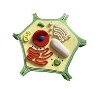 FHUILIJH Plant Cell Model - Plant Cell Structure Anatomical Model - Biology Teaching Model for Laboratory and Research Purpose,Green,11cm