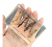 FHUILIJH Plant Root Specimen - Educational Model Plant Specimen - for Children's Cognitive Kindergarten Teaching Display,Clear,8cm