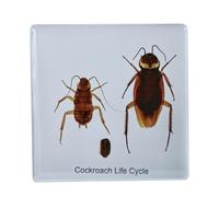 FHUILIJH Real Cockroach Specimen, The Life Cycle of a Cockroach Specimen, for Science Classroom Cockroach Science Education,Clear,7cm