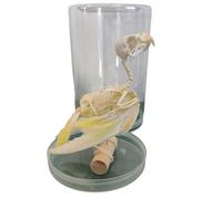 FHUILIJH Real Parrot Bones Specimen Taxidermy Real Animals Skulls Supplies Art Bone Vet Medicine 1:1 Animal Bones,White,15cm