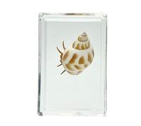 FHUILIJH Real Resin Hermit Crab Specimen Model - Artificial Resin Amber Crab Specimens - for Kindergarten Children's Teaching Cognition Display,C,45mm